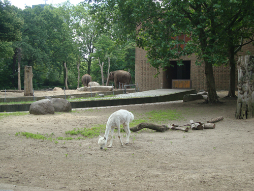 Зоопарк1