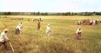 На сенокосе