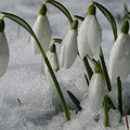 Подснежник